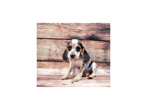 Beagle DOG Female Black Tan and Blue Ticked 22230 Petland Las Vegas, Nevada