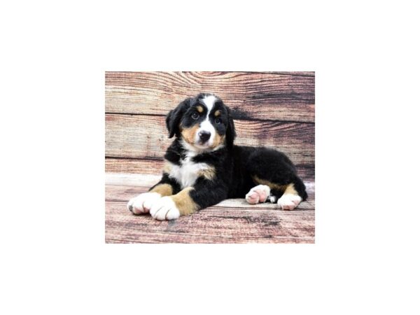 Bernese Mountain Dog DOG Female Black Rust and White 22231 Petland Las Vegas, Nevada