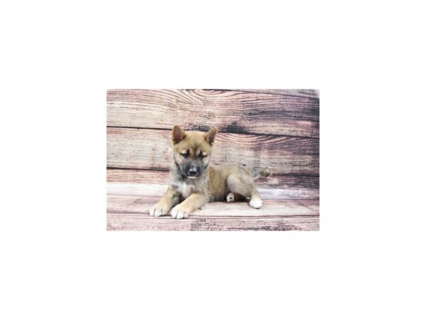 Shiba Inu DOG Male Red Sesame 22226 Petland Las Vegas, Nevada