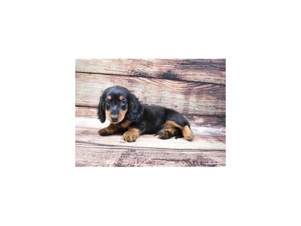 Dachshund DOG Male Black and Tan 22222 Petland Las Vegas, Nevada