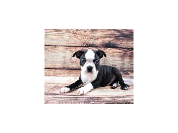 Boston Terrier DOG Male Black and White 22233 Petland Las Vegas, Nevada