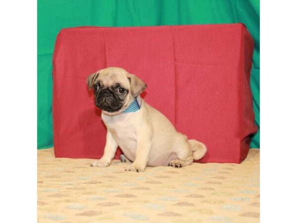 Pug DOG Female Fawn 22238 Petland Las Vegas, Nevada