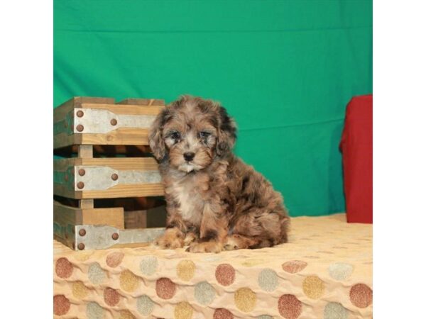 Cocker Spaniel/Poodle DOG Female Blue Merle 22243 Petland Las Vegas, Nevada