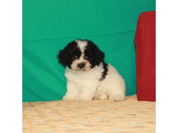 Bichon Frise/Shih Tzu DOG Female White / Black 22242 Petland Las Vegas, Nevada