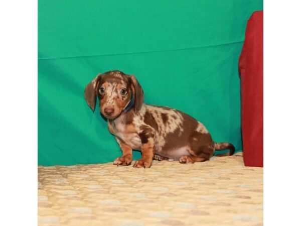 Dachshund DOG Male Chocolate / Tan 22237 Petland Las Vegas, Nevada