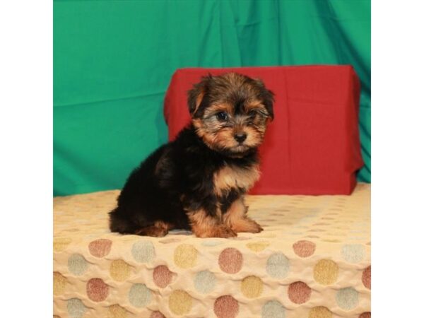 Yorkshire Terrier DOG Female Black / Tan 22241 Petland Las Vegas, Nevada