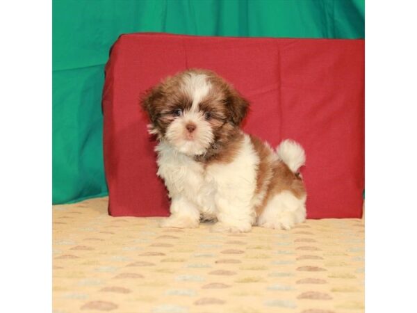 Shih Tzu DOG Male White / Chocolate 22239 Petland Las Vegas, Nevada