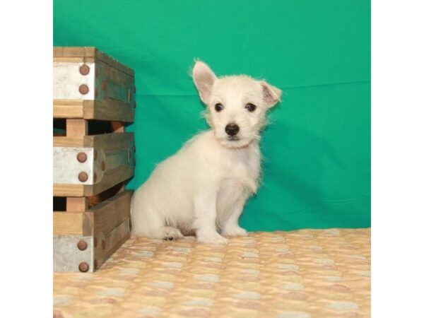 West Highland White Terrier DOG Male White 22240 Petland Las Vegas, Nevada