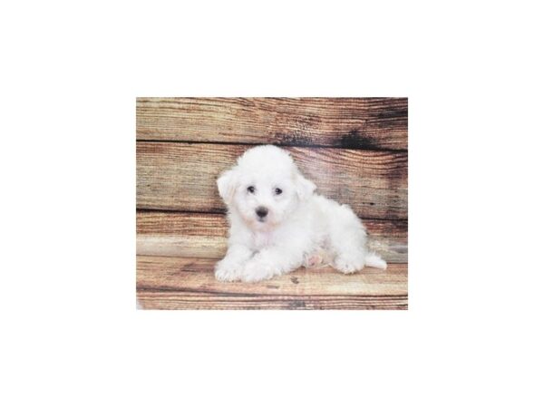 Coton De Tulear DOG Male White 22250 Petland Las Vegas, Nevada