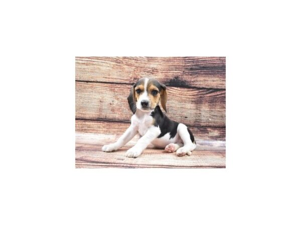 Beagle DOG Male Black White and Tan 22253 Petland Las Vegas, Nevada