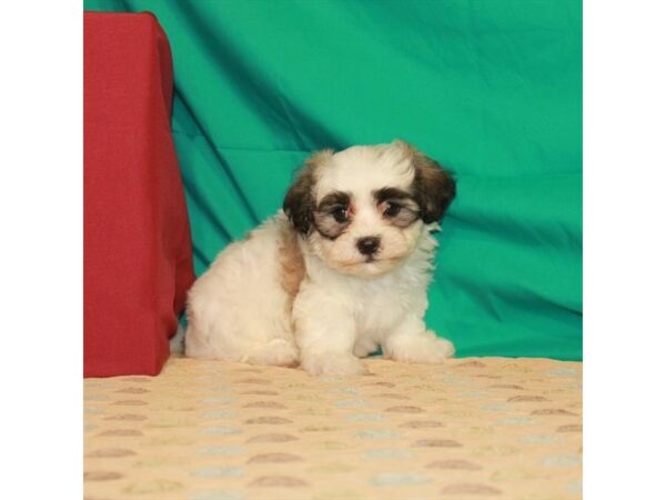 Bichon Frise/Shih Tzu DOG Male White / Gold 22263 Petland Las Vegas, Nevada