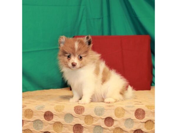 Pomeranian DOG Female White / Chocolate Merle 22258 Petland Las Vegas, Nevada