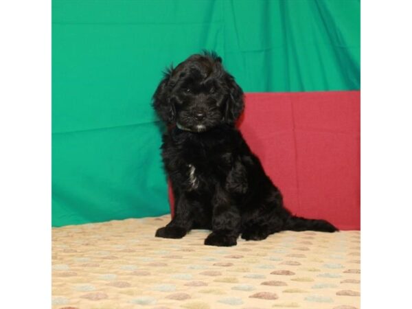 F1 Mini Golden Doodle DOG Female Black 22264 Petland Las Vegas, Nevada