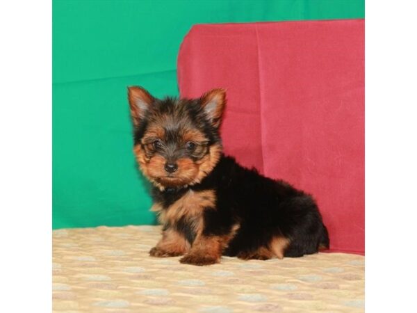 Yorkshire Terrier DOG Female Black / Tan 22262 Petland Las Vegas, Nevada