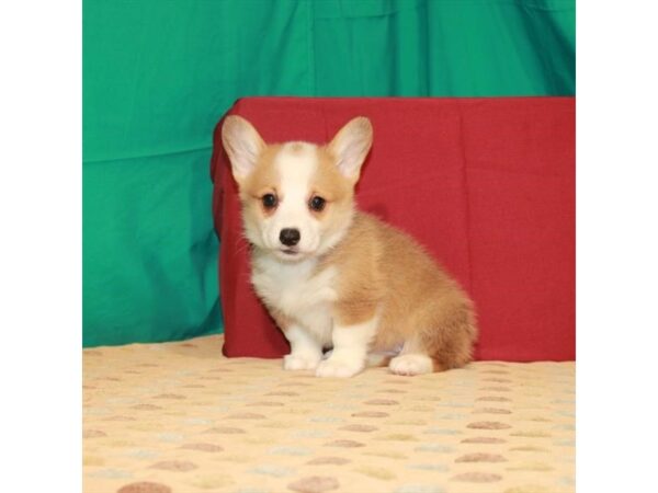 Pembroke Welsh Corgi DOG Female Red / White 22257 Petland Las Vegas, Nevada