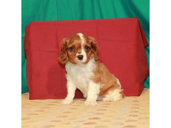 Cavalier King Charles Spaniel DOG Female Blenheim / White 22256 Petland Las Vegas, Nevada