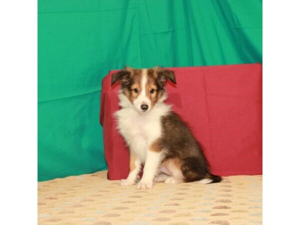 Shetland Sheepdog DOG Male Sable / White 22259 Petland Las Vegas, Nevada