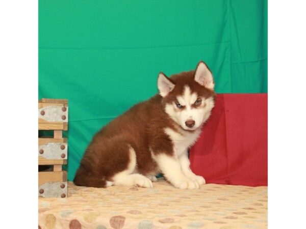 Siberian Husky DOG Male Chocolate / White 22261 Petland Las Vegas, Nevada