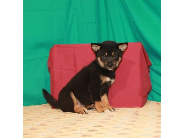 Shiba Inu DOG Male Black / Tan 22260 Petland Las Vegas, Nevada