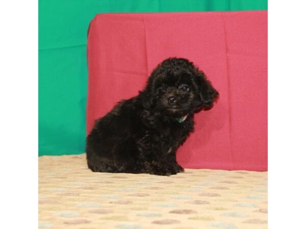 Poodle/Shih Tzu DOG Male Black 22265 Petland Las Vegas, Nevada