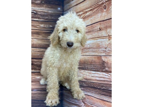 F1B Goldendoodle DOG Female Golden 22270 Petland Las Vegas, Nevada