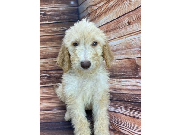 F1B Goldendoodle DOG Male Golden 22268 Petland Las Vegas, Nevada