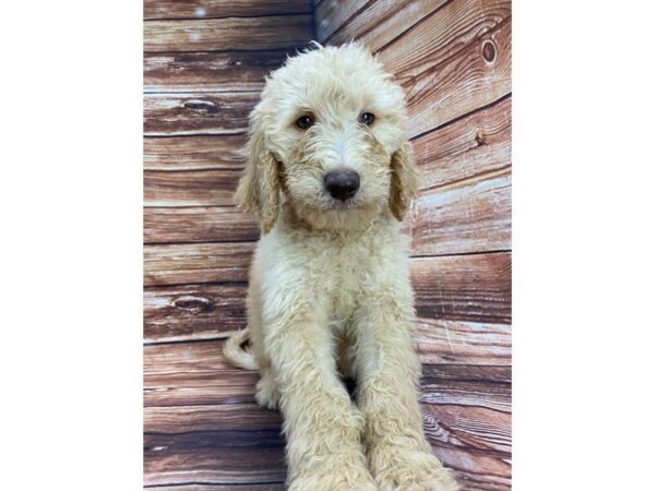 F1B Goldendoodle DOG Male Golden 22267 Petland Las Vegas, Nevada