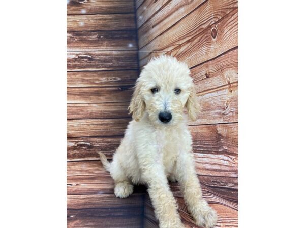 F1B Goldendoodle DOG Male Golden 22266 Petland Las Vegas, Nevada