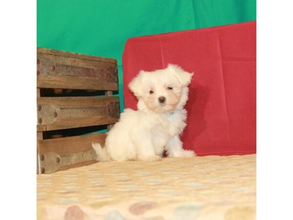 Maltese DOG Female White 22287 Petland Las Vegas, Nevada