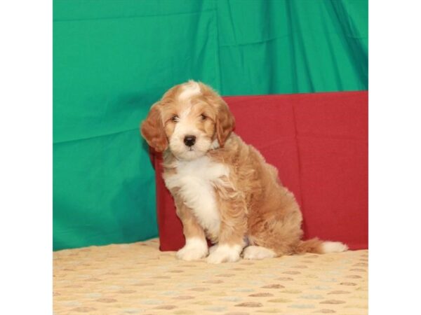 F1B Mini Goldendoodle DOG Male Red 22295 Petland Las Vegas, Nevada