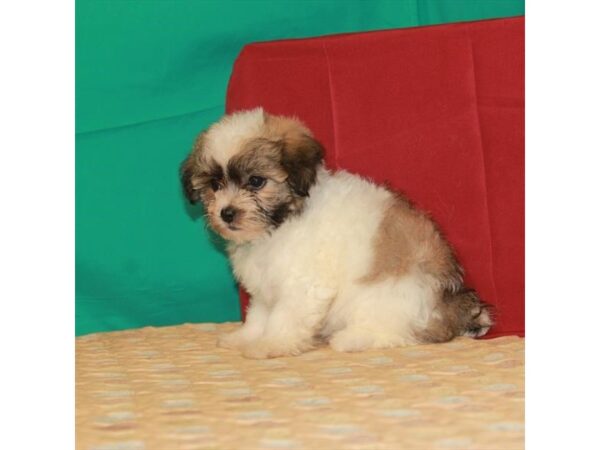 Bichon Frise/Shih Tzu DOG Female White / Gold 22294 Petland Las Vegas, Nevada