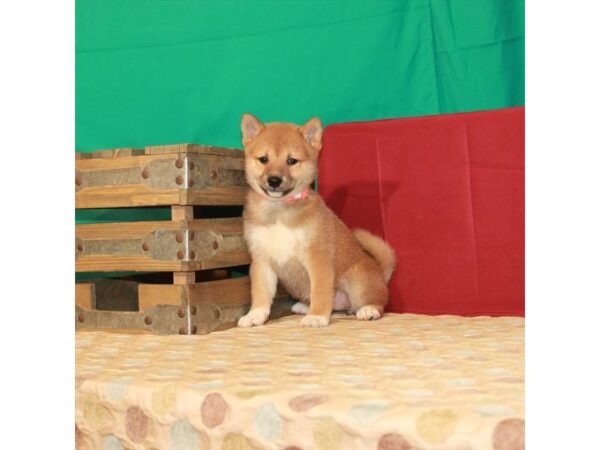 Shiba Inu DOG Female Red Sesame 22289 Petland Las Vegas, Nevada