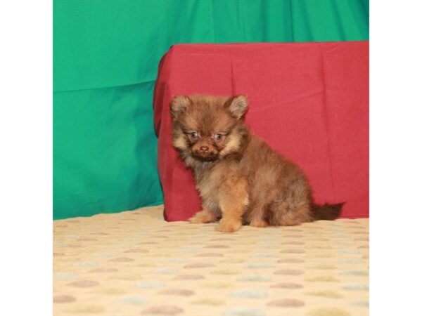 Pomeranian DOG Male Chocolate / Tan 22288 Petland Las Vegas, Nevada