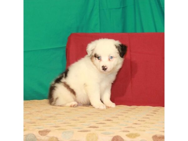 Australian Shepherd DOG Male White / Blue Merle 22284 Petland Las Vegas, Nevada