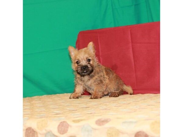 Cairn Terrier DOG Female Wheaten 22286 Petland Las Vegas, Nevada