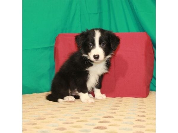 Border Collie DOG Male Black 22285 Petland Las Vegas, Nevada