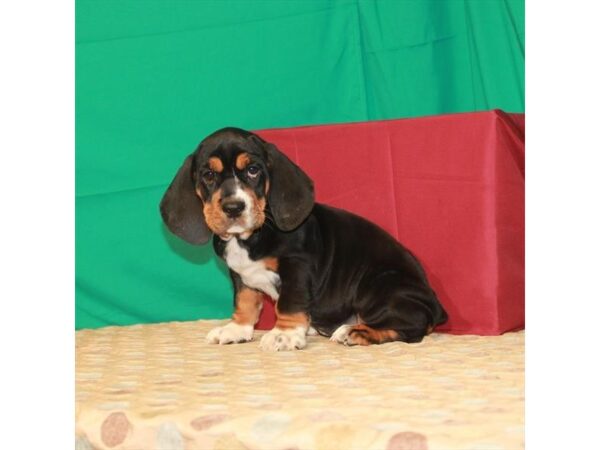 Basset Hound/English Bulldog DOG Female Black Tan / White 22293 Petland Las Vegas, Nevada