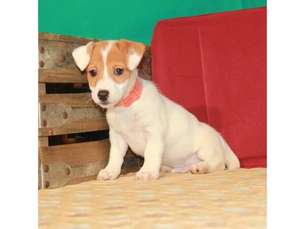 Jack Russell Terrier DOG Male White / Red 22291 Petland Las Vegas, Nevada