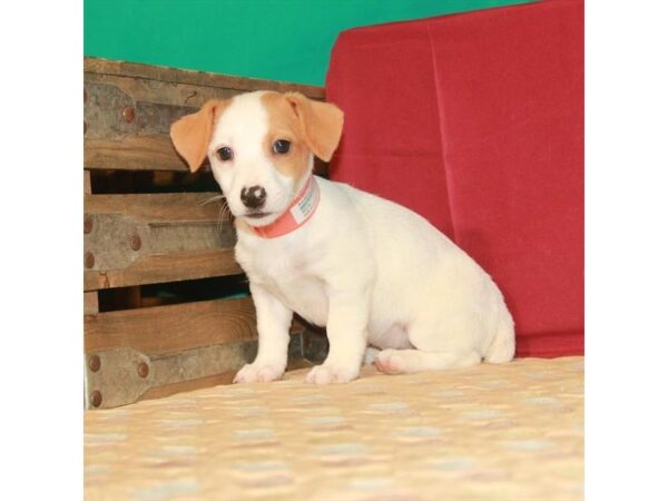 Jack Russell Terrier DOG Male White / Red 22292 Petland Las Vegas, Nevada