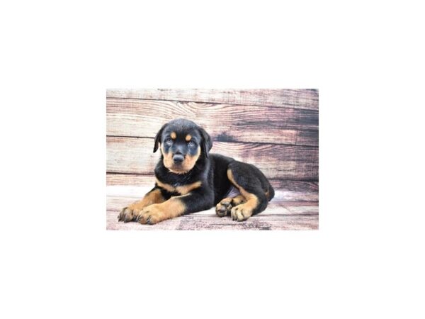 Rottweiler DOG Male Black and Mahogany 22281 Petland Las Vegas, Nevada