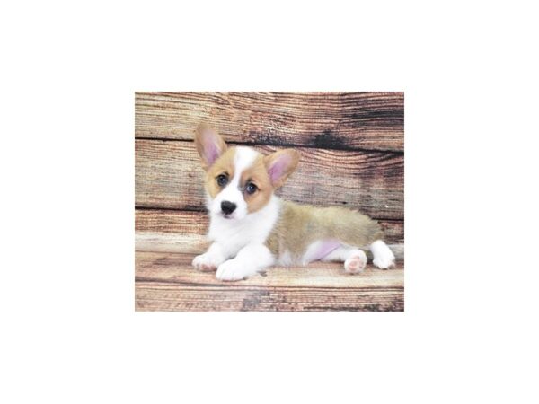 Pembroke Welsh Corgi DOG Female Sable 22282 Petland Las Vegas, Nevada