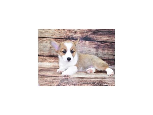 Pembroke Welsh Corgi DOG Female Sable 22283 Petland Las Vegas, Nevada