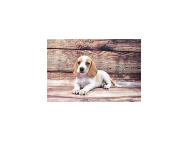 Beagle DOG Female Lemon and White 22277 Petland Las Vegas, Nevada