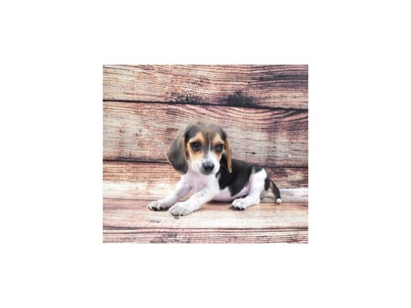 Beagle DOG Male Black White and Tan 22278 Petland Las Vegas, Nevada