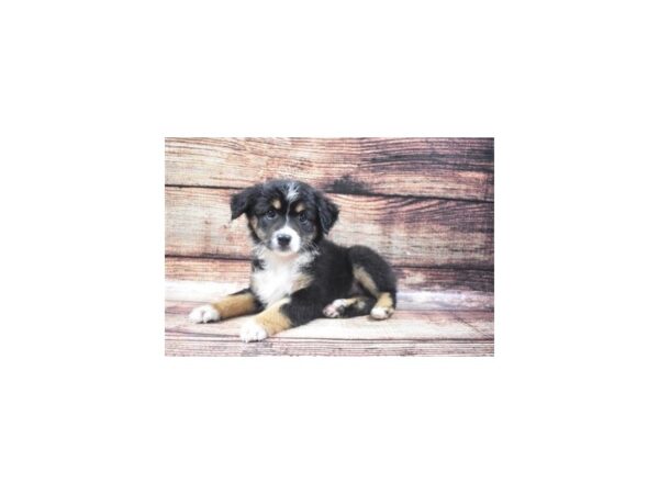 Miniature American Shepherd DOG Female Black 22274 Petland Las Vegas, Nevada