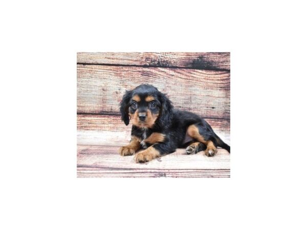 Cavalier King Charles Spaniel DOG Female Black and Tan 22271 Petland Las Vegas, Nevada