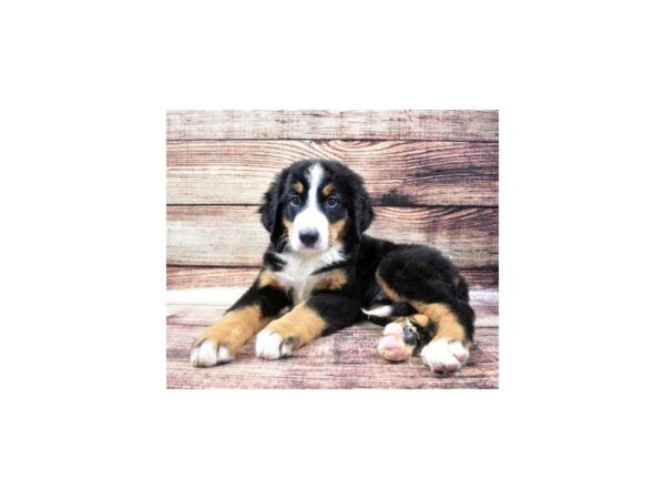 Bernese Mountain Dog DOG Male Black Rust and White 22279 Petland Las Vegas, Nevada