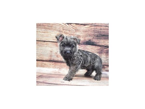 Cairn Terrier DOG Female Black Brindle 22297 Petland Las Vegas, Nevada