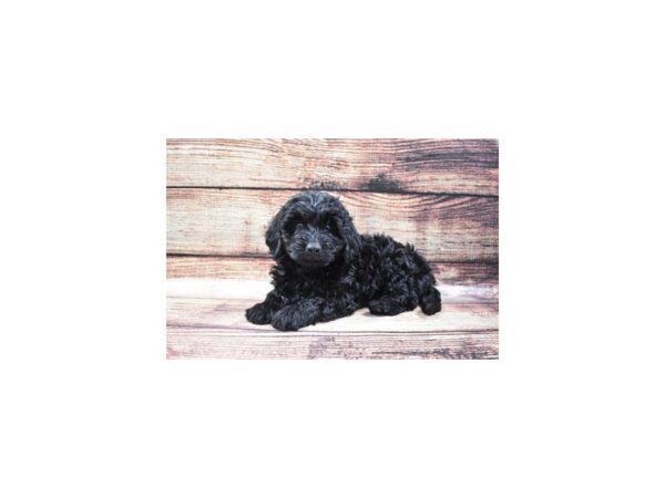 F1 Mini Golden Doodle DOG Female Black 22309 Petland Las Vegas, Nevada