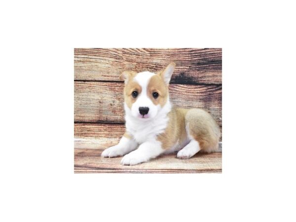 Pembroke Welsh Corgi DOG Male Red 22301 Petland Las Vegas, Nevada